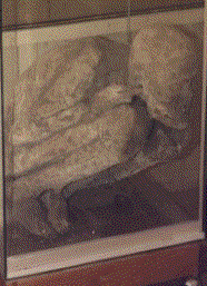 Momia en exposición>
<p>
Este patrón funeraria existía también antes de la época incaica en la zona 
huamachuquina, y es evidencia del respeto grande que tenía la gente prehispánica 
para sus antepasados. Los fallecidos no fueron considerados muy apartes de los 
vivos. Fue común visitar a los difuntos, dejando regalos y ofrendas para ellos.
<P>
<p>
La primera momia, fue encontrada en Coyurga en el año 1999, sepultada en una 
fosa revestida de piedra en una cueva. Fue envuelta en telas (ya perdidas) y 
acompañada por las ofrendas de cerámica y metal que se ve en la vitrina.
<P>
<p>
La segunda momia viene de la misma zona y pasó a la custodia de la Municipalidad 
en 2002. Las telas que le envuelven quedan sin tocar, e incluyen piezas de 
algodón y otras de lana. Esta momia fue acompañada por cerámica de estilo 
incaico.
<P>
<p>
Ambas momias parecen ser de sexo masculino, pero faltan análisis científico para 
confirmar su sexo, edad, estado de salud, y otros detalles importantes. Ambas 
fueron acompañados por cerámica del estilo incaico provincial.
</p>
<A HREF=