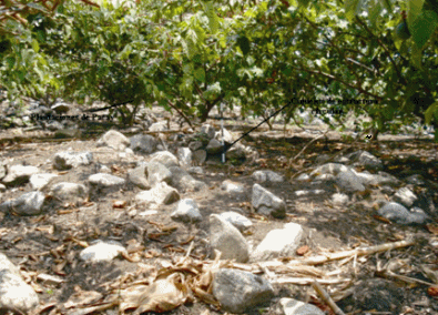 Cultivo de granadillas en el sitio arqueol&oacute;gico de Ayancocha (Quiparacra – Huachon)